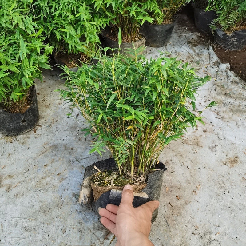 米竹盆景植物四季常绿驱蚊竹造景竹微景观盆景竹小叶米竹盆栽