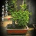 米竹盆景植物四季常绿驱蚊竹造景竹微景观盆景竹小叶米竹盆栽