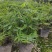 米竹盆景植物四季常绿驱蚊竹造景竹微景观盆景竹小叶米竹盆栽