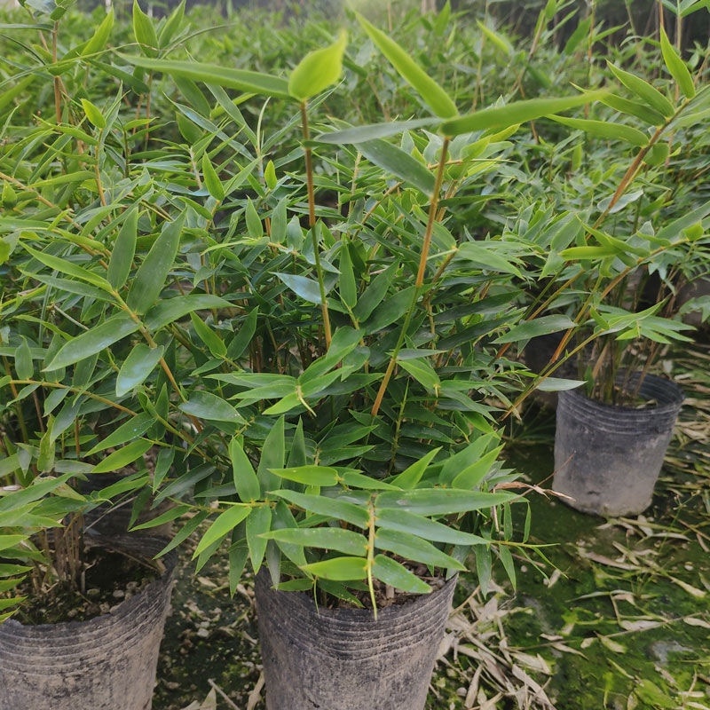 米竹盆景植物四季常绿驱蚊竹造景竹微景观盆景竹小叶米竹盆栽