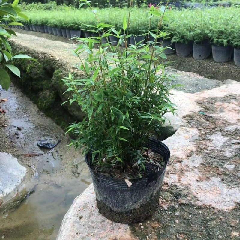 米竹盆景植物四季常绿驱蚊竹造景竹微景观盆景竹小叶米竹盆栽
