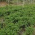 米竹盆景植物四季常绿驱蚊竹造景竹微景观盆景竹小叶米竹盆栽