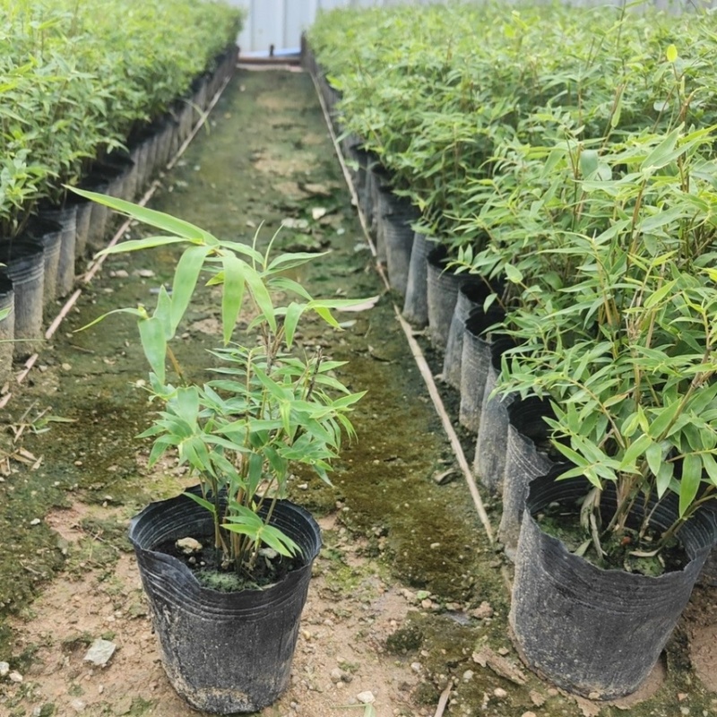 米竹盆景植物四季常绿驱蚊竹造景竹微景观盆景竹小叶米竹盆栽