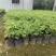 米竹盆景植物四季常绿驱蚊竹造景竹微景观盆景竹小叶米竹盆栽