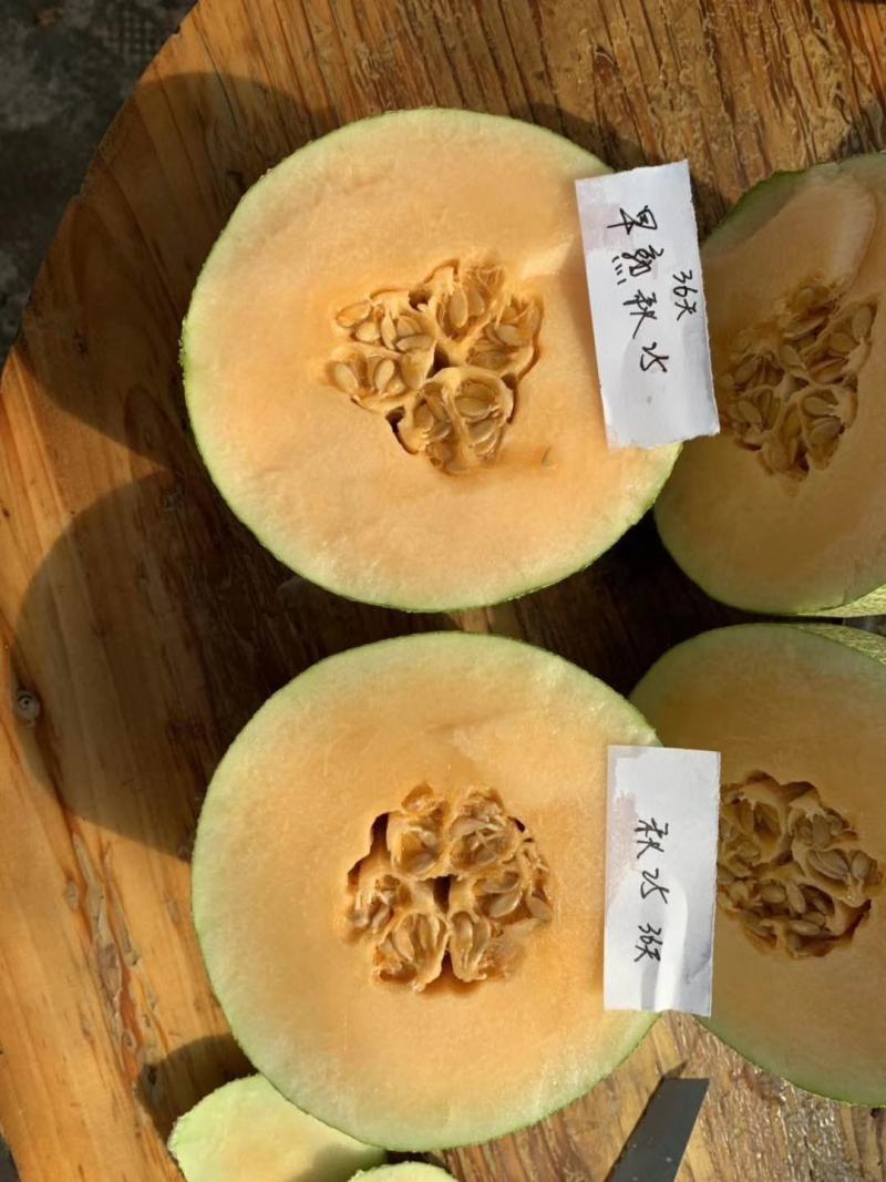 东方秋胜25号哈蜜瓜种子网纹瓜种子抗病抗裂含糖量高中粗全