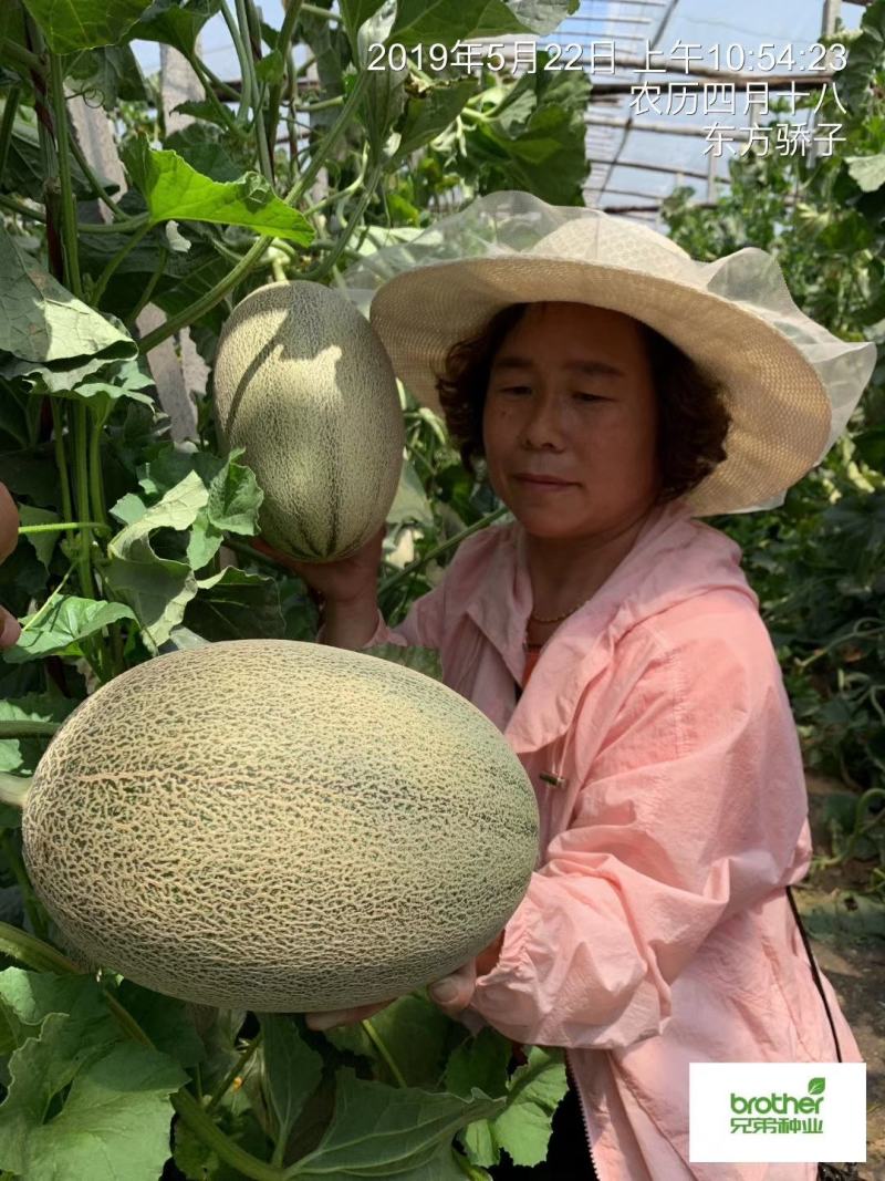 东方秋胜25号哈蜜瓜种子网纹瓜种子抗病抗裂含糖量高中粗全