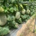 东方秋胜25号哈蜜瓜种子网纹瓜种子抗病抗裂含糖量高中粗全