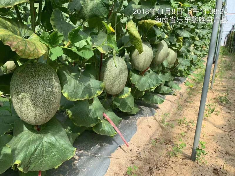 东方秋胜25号哈蜜瓜种子网纹瓜种子抗病抗裂含糖量高中粗全