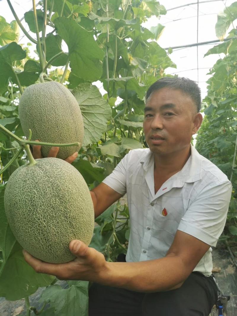 东方秋胜25号哈蜜瓜种子网纹瓜种子抗病抗裂含糖量高中粗全