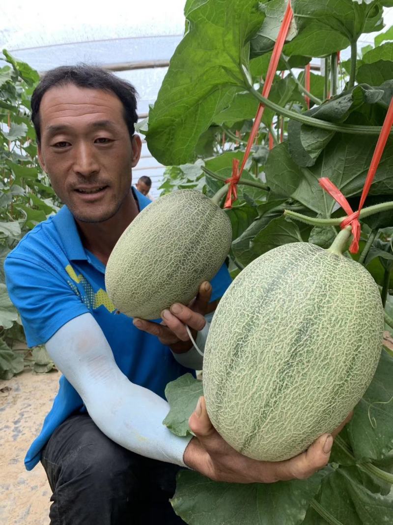 东方秋胜25号哈蜜瓜种子网纹瓜种子抗病抗裂含糖量高中粗全