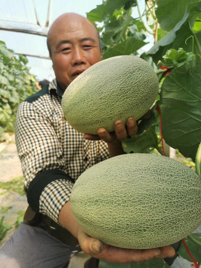 东方秋胜25号哈蜜瓜种子网纹瓜种子抗病抗裂含糖量高中粗全