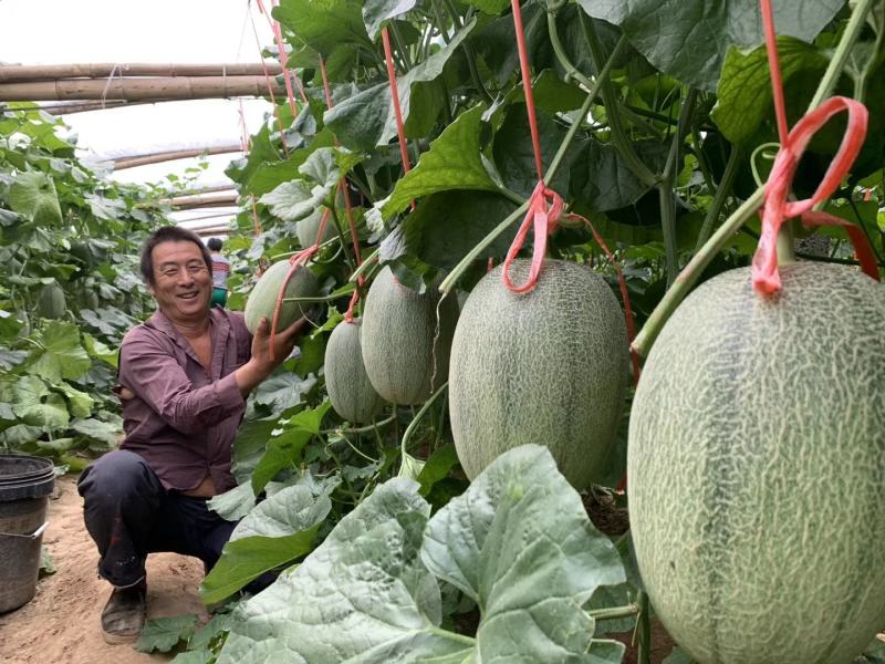 东方秋胜25号哈蜜瓜种子网纹瓜种子抗病抗裂含糖量高中粗全