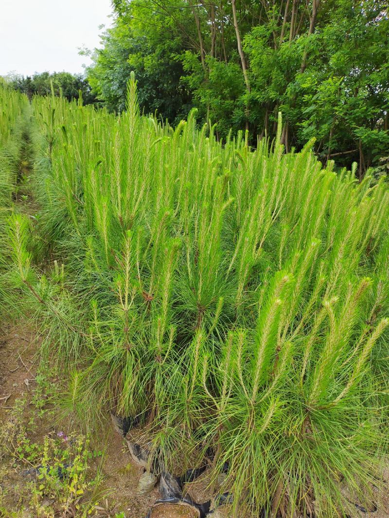 江西湿地松，1-5公分湿地松大量供应欢迎采购可视频看货