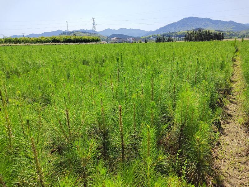 江西湿地松，1-5公分湿地松大量供应欢迎采购可视频看货