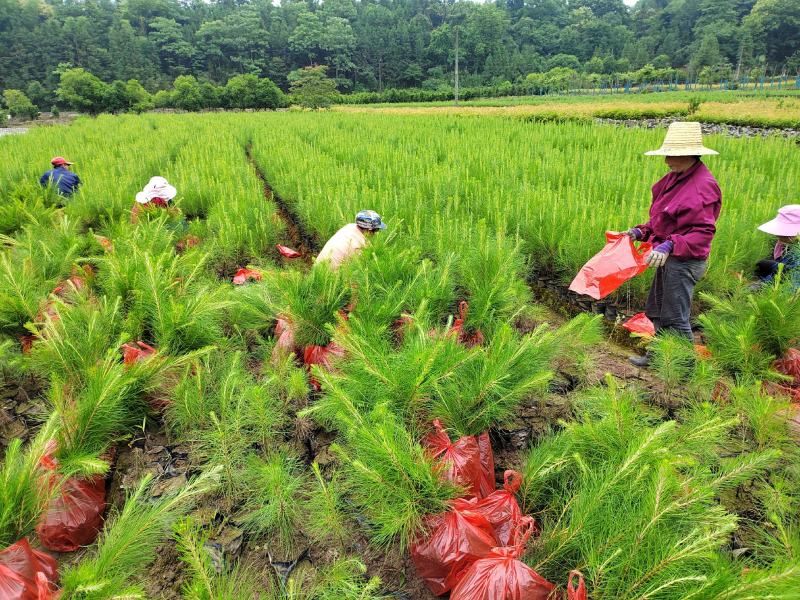 江西湿地松，1-5公分湿地松大量供应欢迎采购可视频看货