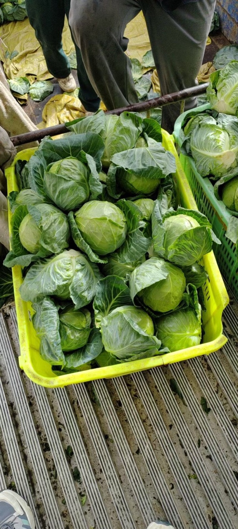 兰州高原夏菜精品甘蓝