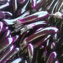 三百亩紫黑长茄上市，欢迎新老朋友来电订购。