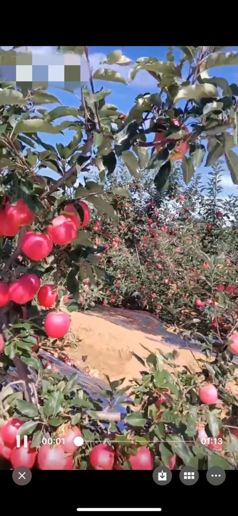 绥中产地精品红嘎拉.散沙.信浓红苹果即将上市需要联系