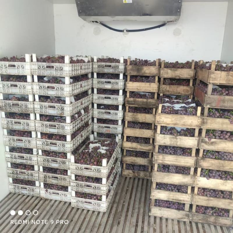 大量巨峰葡萄上市中，口感好，价位低，欢迎广大客商前来采购