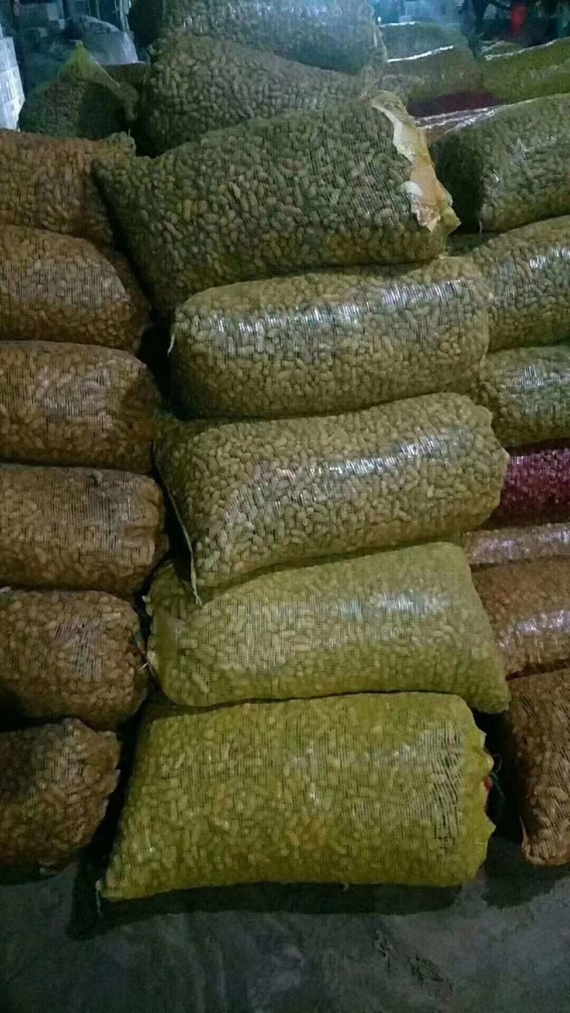 山东聊城鲜花生大量上市中欢迎一亩田联系我长期大量有货