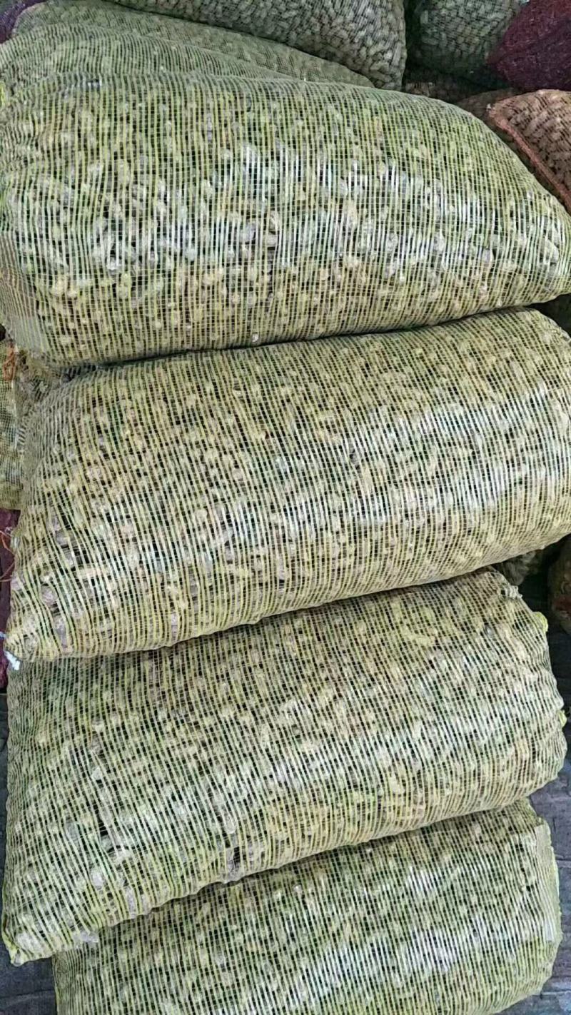 山东聊城鲜花生大量上市中欢迎一亩田联系我长期大量有货