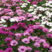 南非万寿菊种子四季种植耐寒宿根花卉景观绿化非洲菊种子