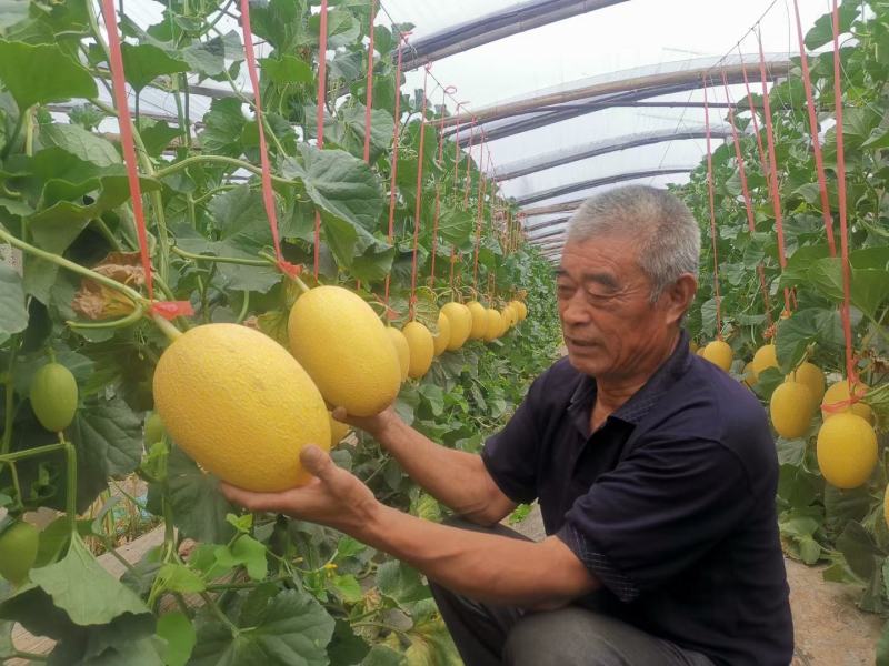 威龙7号黄皮网纹瓜种子哈蜜瓜种子中粗全网纹腔小抗病高产