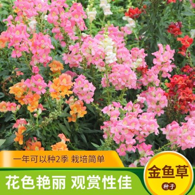 金鱼草种子龙头花室内阳台盆栽室外庭院春秋四季播开花易活花