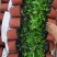 驱蚊虫花草四季常青竹柏盆栽室内客厅桌面水培植物净化空气