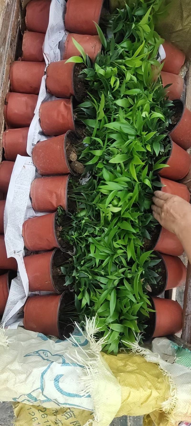 驱蚊虫花草四季常青竹柏盆栽室内客厅桌面水培植物净化空气
