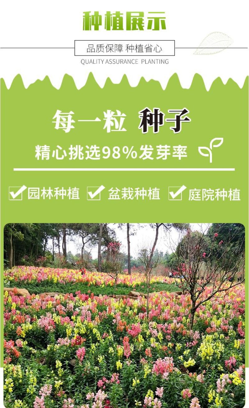 金鱼草种子龙头花室内阳台盆栽室外庭院春秋四季播开花易活花