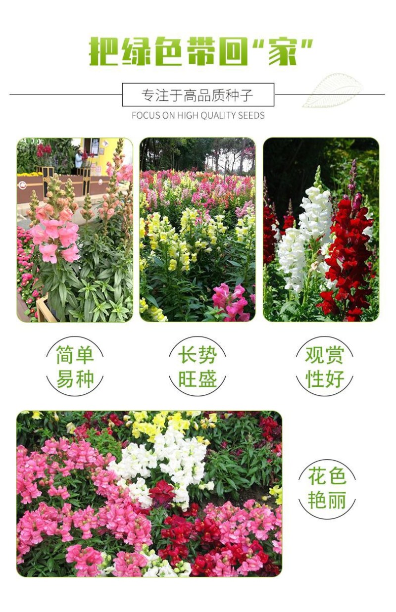 金鱼草种子龙头花室内阳台盆栽室外庭院春秋四季播开花易活花