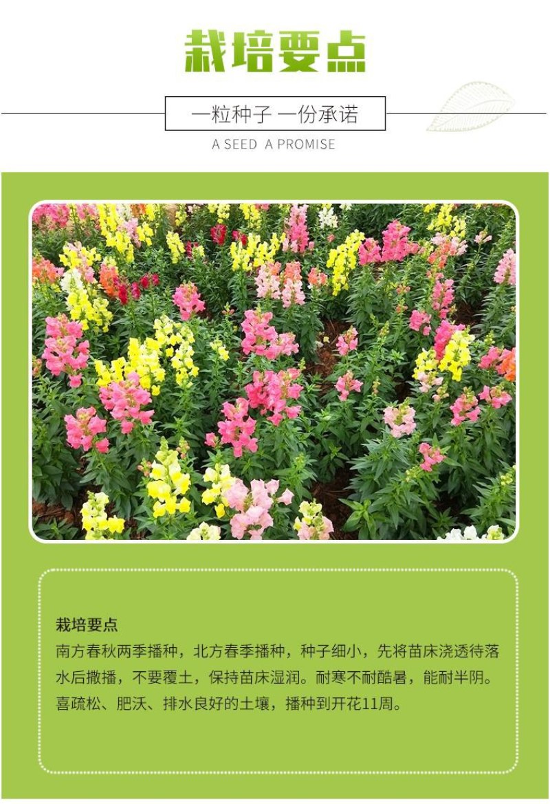 金鱼草种子龙头花室内阳台盆栽室外庭院春秋四季播开花易活花