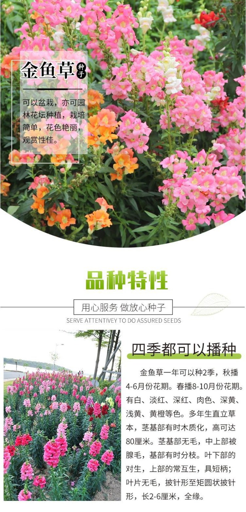 金鱼草种子龙头花室内阳台盆栽室外庭院春秋四季播开花易活花
