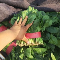 山东聊城万亩蔬菜产地大叶菠菜大量上市中需要的一亩田联系我