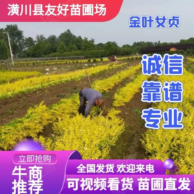 金叶女贞，金叶女贞价格，金叶女贞基地，河南金叶女贞基地，