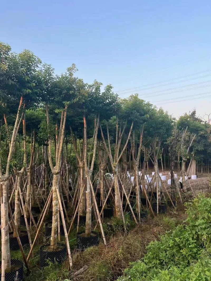 铁冬青15-18-20-22-25分各种规格大量现货