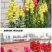 金鱼草种子多年生花狮子花户外阳台盆播地播花篱花境景观花籽