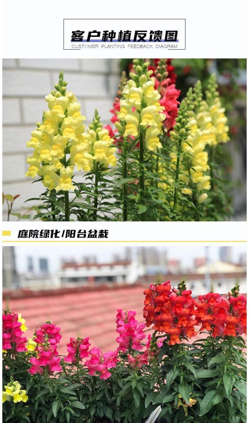 金鱼草种子多年生花狮子花户外阳台盆播地播花篱花境景观花籽