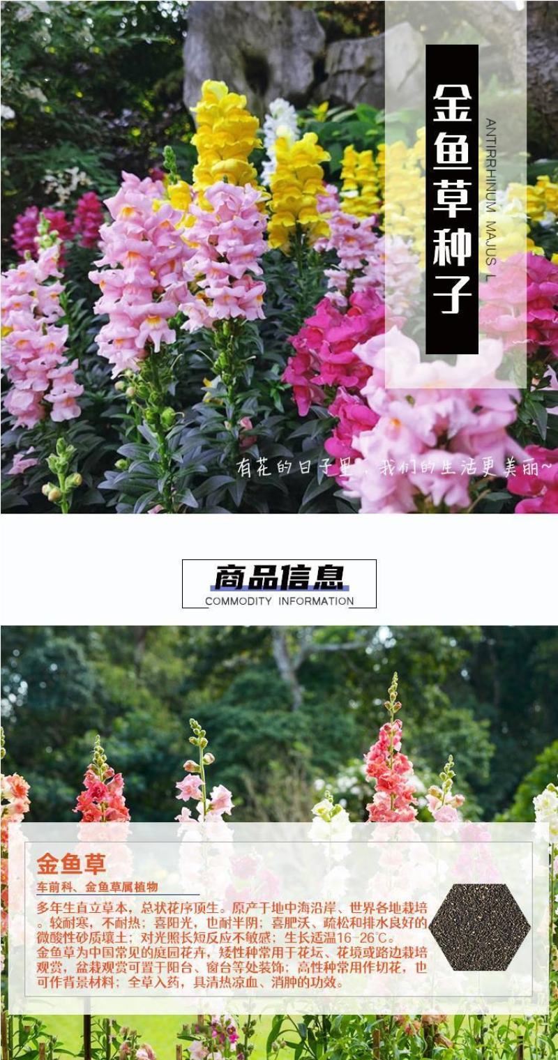 金鱼草种子多年生花狮子花户外阳台盆播地播花篱花境景观花籽