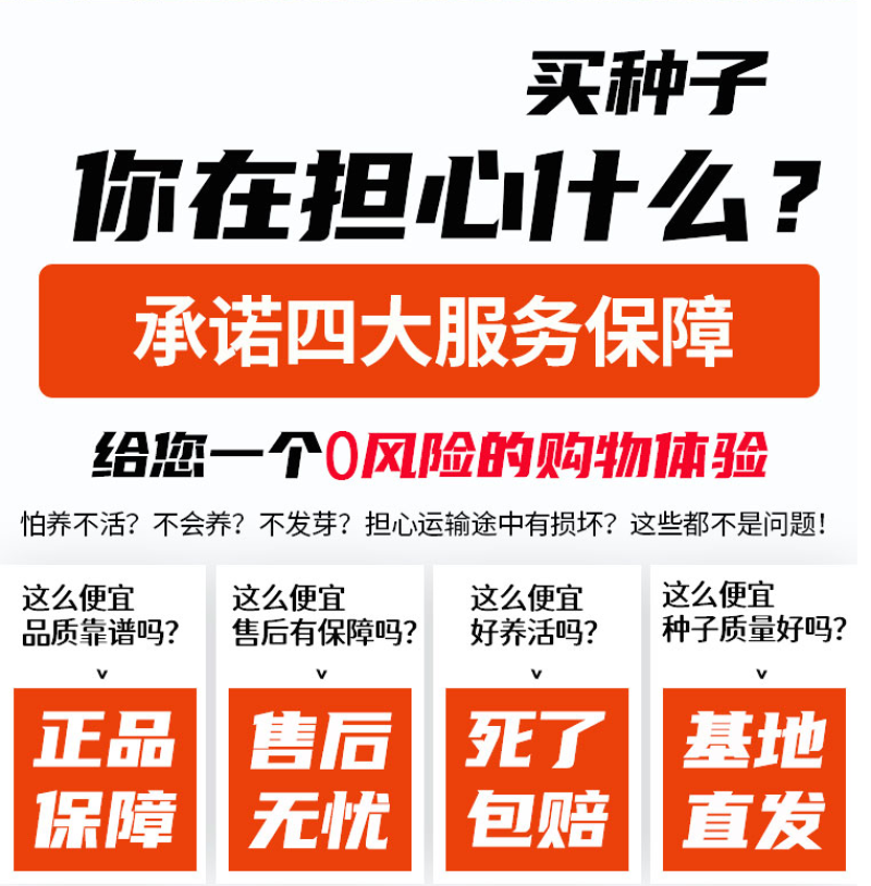 金鱼草种子多年生花狮子花户外阳台盆播地播花篱花境景观花籽
