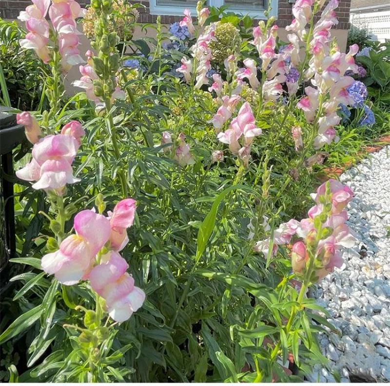 金鱼草种子多年生花狮子花户外阳台盆播地播花篱花境景观花籽