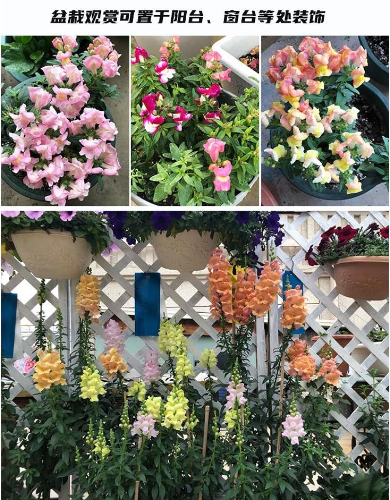金鱼草种子多年生花狮子花户外阳台盆播地播花篱花境景观花籽