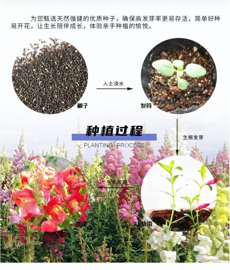 金鱼草种子多年生花狮子花户外阳台盆播地播花篱花境景观花籽