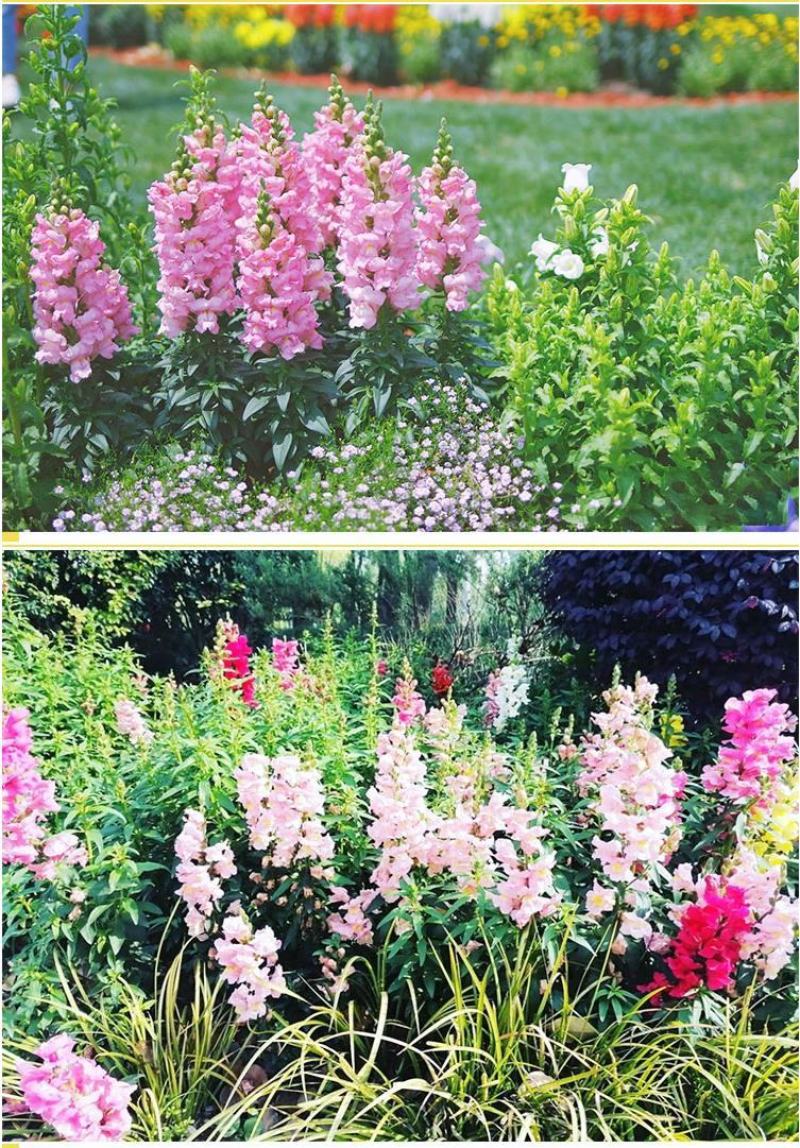 金鱼草种子多年生花狮子花户外阳台盆播地播花篱花境景观花籽