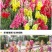 金鱼草种子多年生花狮子花户外阳台盆播地播花篱花境景观花籽