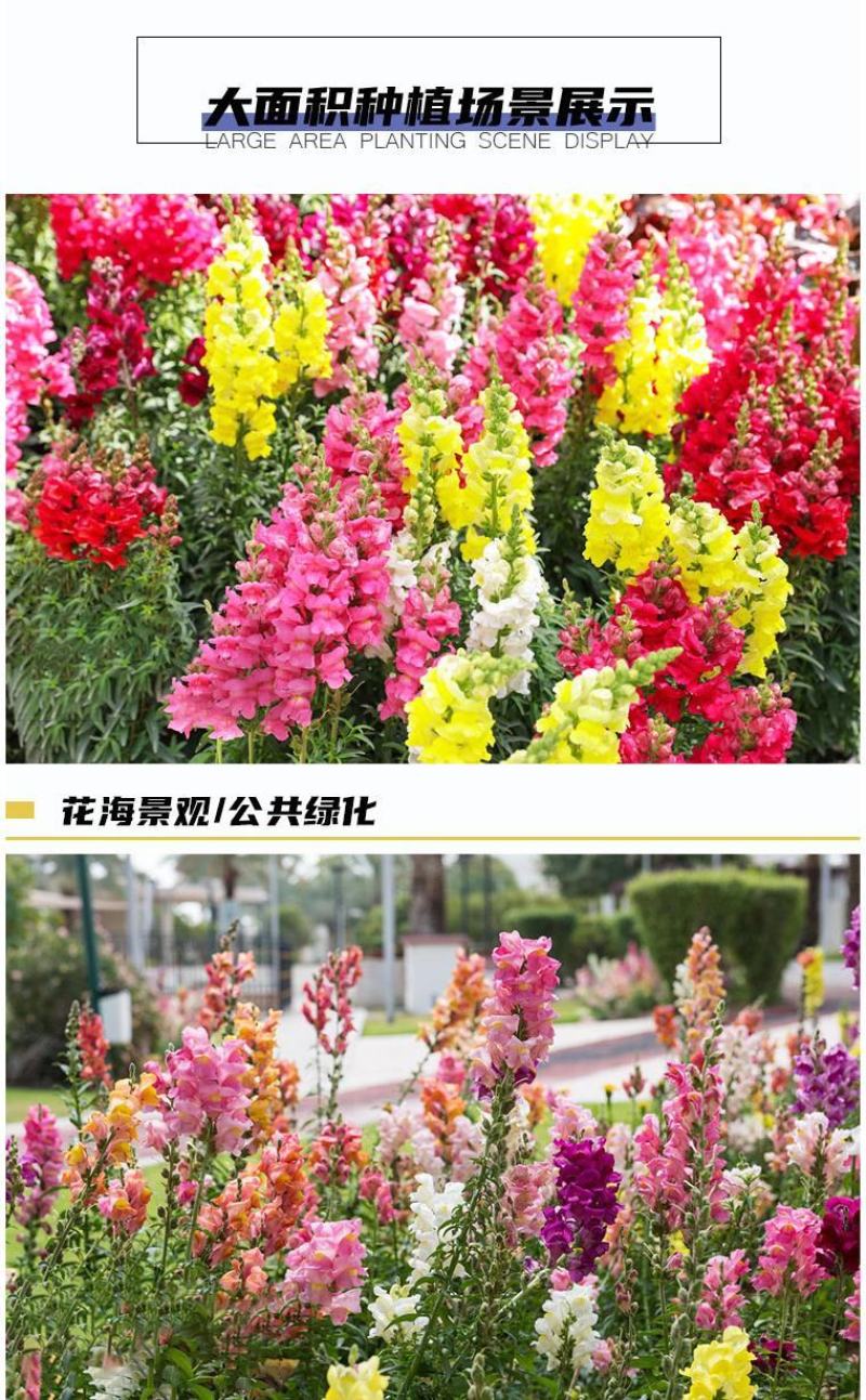 金鱼草种子多年生花狮子花户外阳台盆播地播花篱花境景观花籽