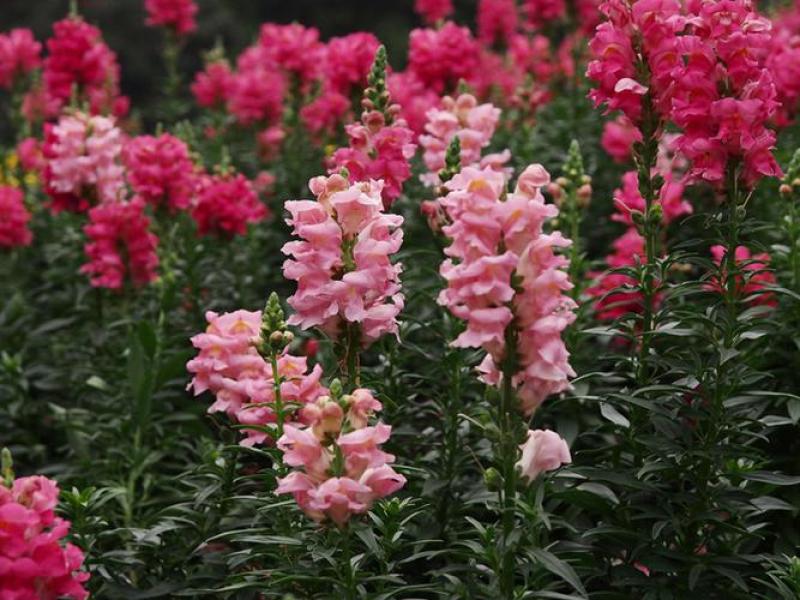 金鱼草种子多年生花狮子花户外阳台盆播地播花篱花境景观花籽