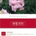 金鱼草种子多年生花狮子花户外阳台盆播地播花篱花境景观花籽