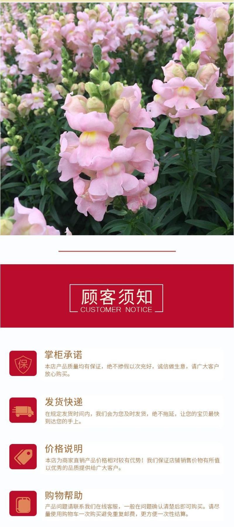 金鱼草种子多年生花狮子花户外阳台盆播地播花篱花境景观花籽